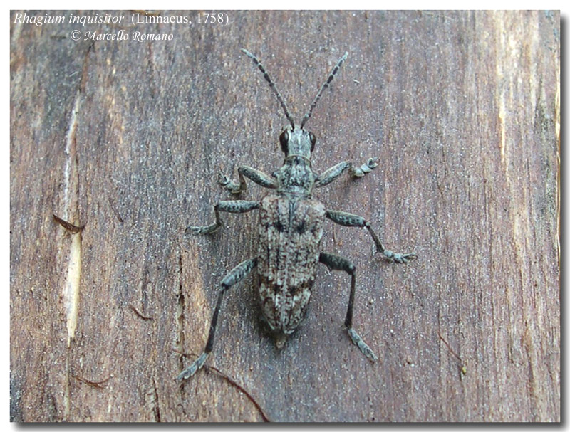 Insetti del Parco Adamello Brenta (TN): immagini e appunti